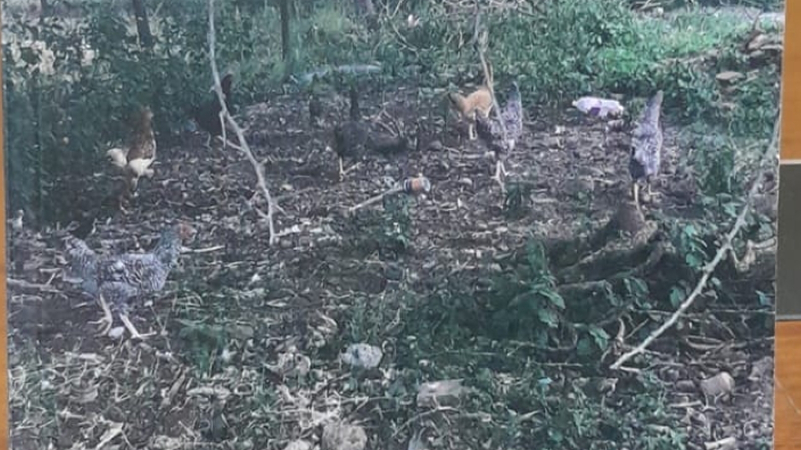 Nezibi Zezala - Front